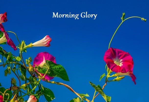Morning Glory, In God's Service Store